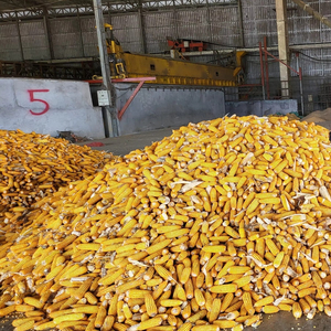 Maíz Amarillo de Alta Calidad, Grado Alimenticio, para Animales, Aves de Corral, Ganado, Venta al Por Mayor, Suministro a Granel, Exportación, Proveedor, Fabricante - Product Image 1