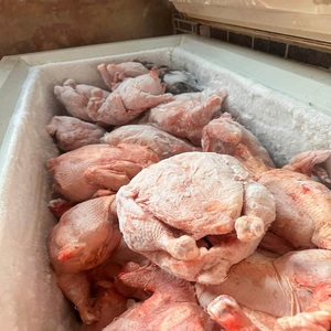 ไก่แช่แข็งแบบ IQF บรรจุภัณฑ์สุญญากาศ เพื่อรสชาติสดใหม่และคุณภาพที่เชื่อถือได้ คัดสรรชิ้นส่วนอย่างพิถีพิถันสำหรับการขายปลีก/บริการอาหารและการปรุงอาหารประจำวัน - Product Image 3