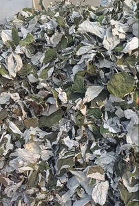 Polvo de hoja de ramio natural deshidratado de exportación de Vietnam en gran cantidad - Product Image 6