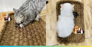 Eco2go Vietnam Premium Grass Sleeping <b>Mat</b> for Pets | Lightweight <b>Cooling</b> Classic Design Modern Decor - Product Image 2