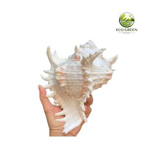 เปลือกหอยสังข์สีขาวขัดเงาสวยงามจากธรรมชาติ สำหรับร้านค้าบูติกชายฝั่ง งานฝีมือจากเปลือกหอย และของตกแต่งวันหยุด - Product Image 1