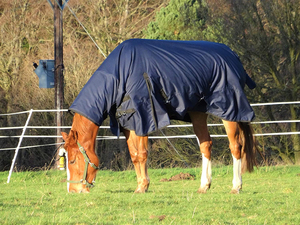 Manta de Invierno para Caballo, Hermosa, Colorida y a la Moda, Personalizable, Transpirable, Fácil de Poner, Cálida - Product Image 5