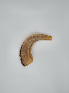 Shofar en corne de bélier semi-polie pour les acheteurs mondiaux, shofar en corne de bélier de haute qualité avec design naturel incurvé par Curio Craft - Product Image 2