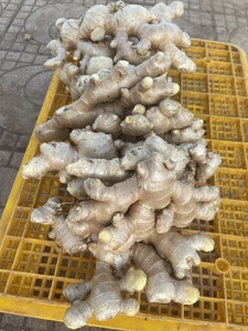 Racine de gingembre jeune fraîche coupée en deux, révélant sa texture intérieure, naturelle, biologique, récoltée pour la cuisine et la transformation alimentaire - Product Image 2