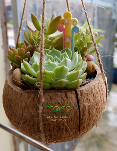 Maceta Hecha a Mano con Cáscara de Coco |   Maceta de Flores Natural para Suculentas, Hierbas y Decoración de Jardín Interior y Exterior |   Eco2go Vietnam - Product Image 5
