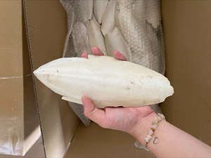 ผู้จัดจำหน่ายกระดูกปลาหมึกคุณภาพสูง ขนาด 3-9 ซม. บรรจุกล่อง 10 กก. สำหรับนก บำรุงสุขภาพจะงอยปากและเสริมแคลเซียม 19.3 - Product Image 3