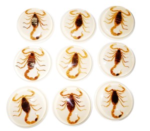 แมงป่องทองคำ ตัวอย่างจริง พลาสติกคาโบชองทรงกลม 38.5x38.5 มม. สีขาว ฐานแบน สำหรับงานฝีมือและทำเครื่องประดับ - Product Image 5