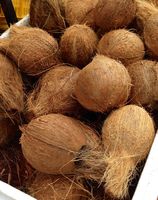 VIFARMEX Vietnam usine OEM fibre de coco | Exportation de fibre de noix de coco en vrac à prix d'usine compétitif
