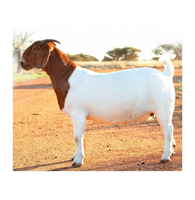 Vaches Boer vivantes en gros pour les éleveurs, importateurs, exportateurs, commerçants en bétail et fermes commerciales