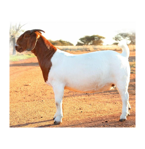 Suministro al por Mayor de Cabras Boer Premium Vivas para Criadores de Ganado, Granjas de Producción de Carne, Importadores y Distribuidores - Product Image 2