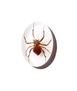 Araña Fantasma, Espécimen Real, Cabujón de Plástico Ovalado de 18x25 mm, Base Plana Blanca para Manualidades y Joyería - Product Image 4