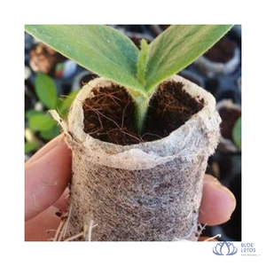 [BEST SELLER] |   Disques de tourbe compressée en pellets de coco pour la rétention d'eau et la culture de plantes en pépinière de Blue Lotus Farm - Product Image 1