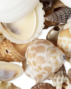 Fourniture en gros de coquillages naturels artisanaux pour la décoration intérieure et les accessoires d'aquarium - Product Image 1