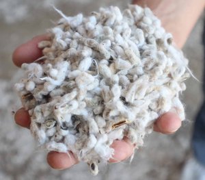 Graines de coton blanches décortiquées du Brésil, produit en vrac - Product Image 1