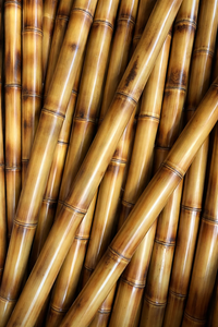 PALOS DE BAMBÚ NATURAL DE ALTA CALIDAD PARA EXPORTACIÓN A VIETNAM - Sra. Alina - Product Image 2