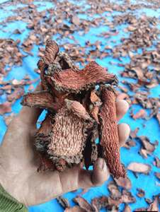 รากสมุนไพรอเลอทโรคอคคัส ไตรโฟเลียตัส (Acanthopanax Trifoliatus) คุณภาพพรีเมียมจากเวียดนาม  ผ่านการทำความสะอาดอย่างพิถีพิถัน ตากแห้งด้วยแสงแดด - Product Image 3