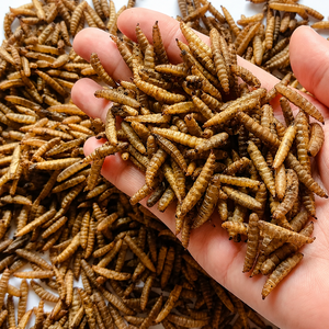 Larves de Mouches Soldat Noires Déshydratées de Qualité Supérieure et Poudre de Vers de Farine pour l'Alimentation Animale (Poulets) du Vietnam - Mme Alina - Product Image 1