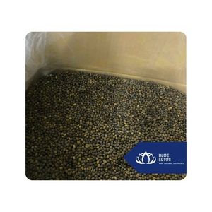 [สินค้าขายดี] เมล็ดมะละกอสำหรับโรงงานแปรรูปอาหารเป็นผง ประเทศเวียดนาม - Product Image 1