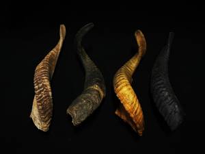 Shofar en corne de bœuf naturelle de haute qualité pour la fête de Rosh Hashanah, artisanat casher Hs Husnain, poli, toucher réel - Product Image 5
