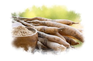 Raíz de Shatavari Orgánica de Primera Calidad para Productos de Bienestar Ayurvédico, Suplementos Nutricionales y Suministro a Granel Disponible para la Venta - Product Image 3