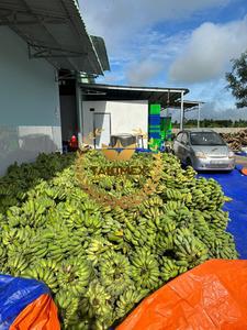 Proveedor confiable en Vietnam, chips de plátano secos crujientes y nutritivos, sabrosos bocadillos de frutas secas, plátanos en rodajas crujientes - Product Image 6