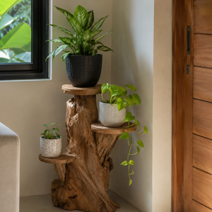 ARTERRA Support de Présentation en Bois Massif Artisanal Rustique en Racine de Teck Bio de Luxe pour Décoration Intérieure/Extérieure pour Diwali - Product Image 3