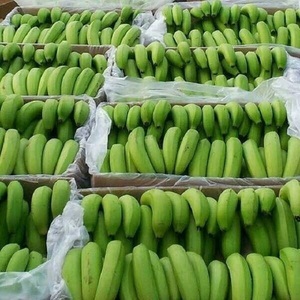 กล้วยเขียวคาเวนดิชสดใหม่จากฟาร์ม ผลไม้สดใหม่ตามธรรมชาติ ผิวสีเขียวสวยงาม เนื้อแน่น คุณภาพการรับประทานเยี่ยม - Product Image 2
