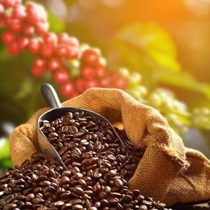 Café Arabica torréfié et moulu certifié USDA Specialty, Vietnam, haute qualité, export direct usine, seulement 0,1 % de grains noirs et brisés - Product Image 1