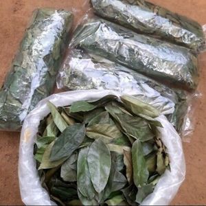 Feuilles de corossol séchées pour tisane, origine Vietnam, marque privée disponible, vente en gros, approvisionnement en vrac, certification COA, flexible - Product Image 1