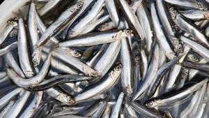 ปลาแอนโชวี่แห้งสำหรับผลิตน้ำปลา วัตถุดิบ - Product Image 2