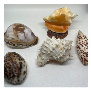 CONJUNTO DE CONCHAS ARTESANAS PREMIUM CON ESTRELLA DE MAR PARA DECORACIONES DE FIESTA - Product Image 3