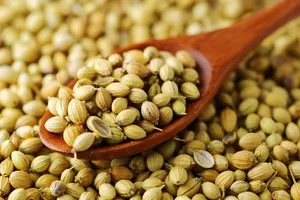 เปลแห่งชีวิตจากธรรมชาติ เมล็ดผักชีทั้งเมล็ด- รักษาให้แห้ง ป้องกันความชื้น อายุการเก็บรักษา 24 เดือน แหล่งกำเนิดจากจาร์กฮานด์ อินเดีย - Product Image 2