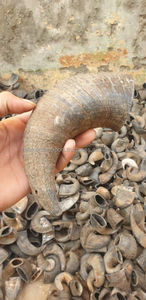 Snacks para Perros de Cuerno de Búfalo con Forma Única, Naturales, Masticables y Ecológicos, Alimento para Perros de Larga Duración - Product Image 3