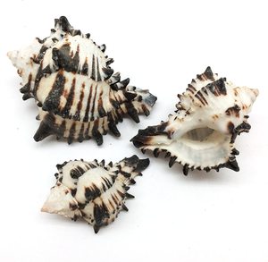 Conchas de Murex para decoración artesanal costera, conchas marinas naturales al por mayor, conchas de caracoles marinos al precio más bajo. - Product Image 2