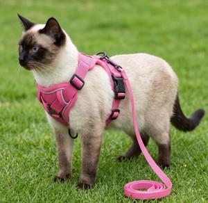 Comfort Grip Eco-Friendly 100% Cotton <b>Dog</b> <b>Leash</b> with Animal Print and Modern Bowknot Design for Happy Walks - Product Image 1