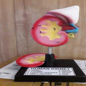 Human Kidney Anatomical <b>Model</b> FIBER GLASS <b>Medical</b> Manikin MAYALAB Brand for Nurse School Training <b>Medical</b> Science Organ Skin - Product Image 2