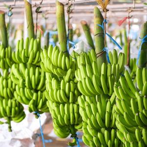 Plátanos Verdes de Calidad de Exportación, Suministro a Granel desde Vietnam - Product Image 4