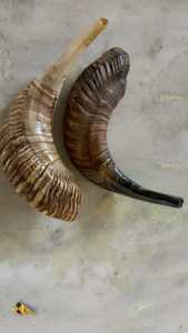 Shofar de Cuerno de Carnero Natural Auténtico, Certificado Kosher, Judaica, 10-18 Pulgadas, Completamente Pulido, Hecho a Mano, Cuerno Musical, Oferta de Rosh Hashanah - Product Image 2