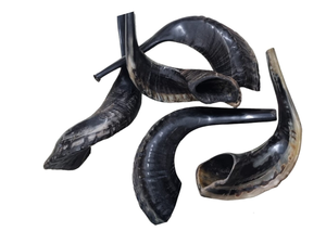Shofar en corne de bélier naturelle, véritable, non polie, instrument en corne authentique pour les cérémonies culturelles traditionnelles - Product Image 5