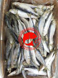 Sardines congelées saines riches en oméga 3, protéines, pêchées en eau sauvage, goût frais, idéales pour griller/fricoter/conserver, Pakistan, 12 mois - Product Image 6