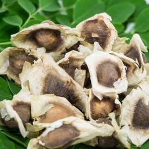 Graine de Moringa Végétale Verte - Product Image 1