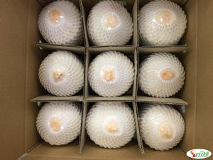 Boisson Rafraîchissante au Diamant de Coco de Qualité Supérieure Origine Vietnam Commandes en Gros à Prix Compétitif - Product Image 2