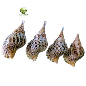 Concha de Trompeta de Tritón Natural de Vietnam, 25-26 cm, Concha Decorativa Grande para Decoración del Hogar, Acuario, Recuerdo, Venta al por Mayor - Product Image 6