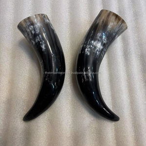 15 inch to 24 inch small to medium size real cow horn pair for <b>skull</b> and home <b>decoration</b> Best souvenir gift horns pair in stock - Product Image 5