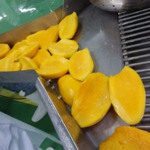 Snack Premium Chewy Golden Mango du Vietnam avec douceur naturelle et couleur vive tropicale - Product Image 6