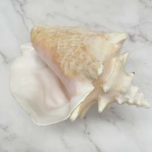 Good price natural sea shells <b>queen</b> conch shell beach nautical decor top quality seashells - Product Image 5