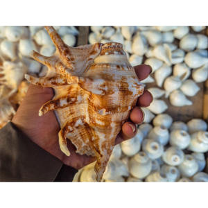 Conchas Naturales Art Deco Shankh al por Mayor para Pooja, Vastu, Feng Shui, Decoración Espiritual, Hogar, Templo, Paquete Múltiple - Product Image 1