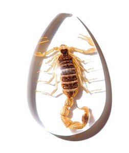 Golden Scorpion Real Specimen Plastic Cabochon Pear Cut <b>Top</b> 46x30 mm Clear Flat Bottom for Crafts and Jewelry Making - Product Image 3