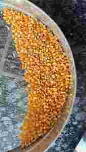 Maíz Amarillo Glutinoso Seco de Alta Calidad a Granel para Alimentación Animal y Consumo Humano / Grado No Transgénico 100% Natural - Product Image 2