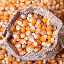 ข้าวโพด GMO คุณภาพสูงส่งออกจำนวนมาก เกรดอาหาร พรีเมียม พร้อมจัดส่ง - Product Image 2